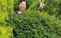 伊在人线香蕉观看 视频